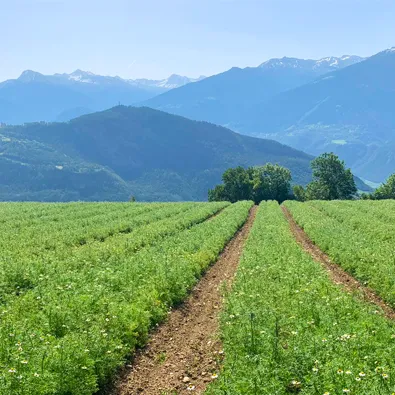 Champ de plantes aromatiques cultivées en rangs avec montagnes en arrière-plan pour ingrédients naturels