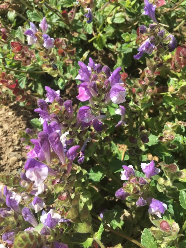 Fleurs violettes de sauge sclarée en pleine floraison avec feuillage vert, plante aromatique