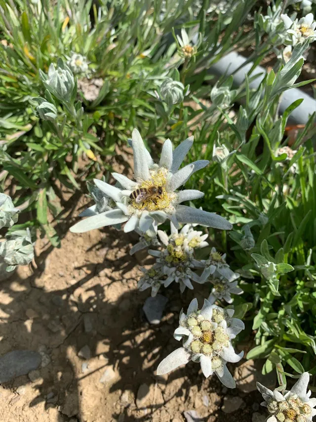 Fleurs d'edelweiss blanches avec centre jaune dans leur habitat naturel montagnard