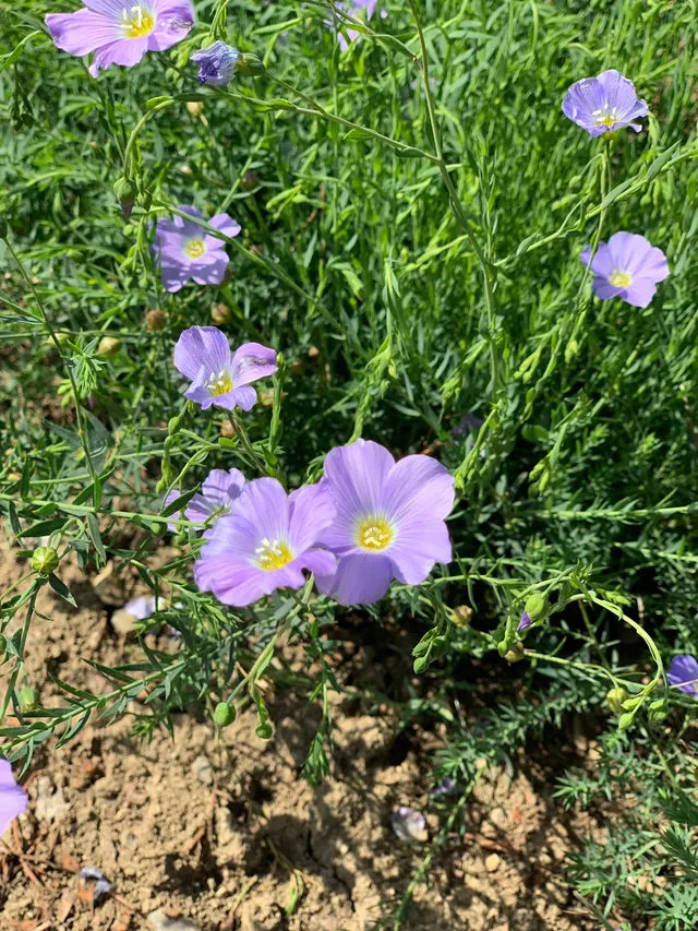 Fleurs de lin violettes en floraison dans un champ, matière première pour ingrédients cosmétiques