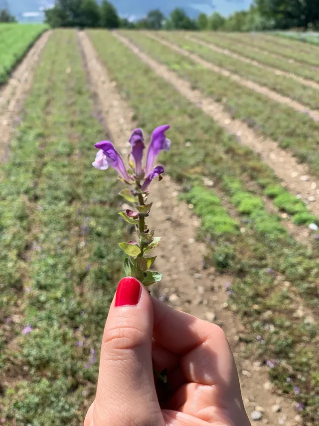 Main tenant une fleur violette de sauge dans un champ cultivé en rangs, agriculture biologique