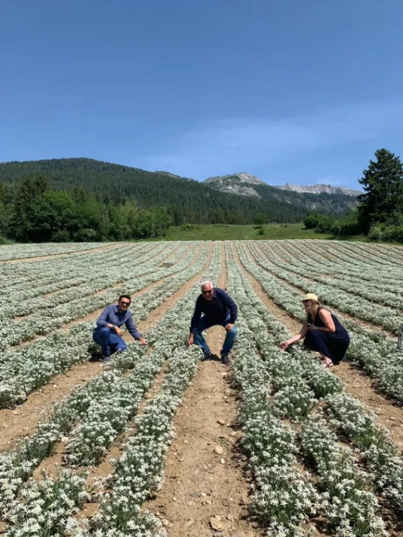 Trois personnes inspectent des plants de camomille en fleurs dans un champ cultivé en rangées, montagnes en arrière-plan